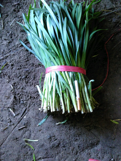 于永杰的韭菜报价详情-绿果