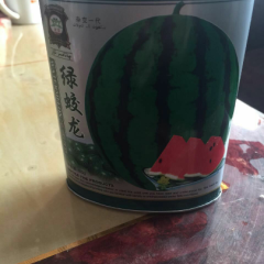 批发供应甜王绿蛟龙西瓜种子