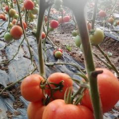 小岗村大红西红柿，1.8元每斤