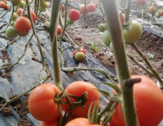 小岗村大红西红柿，1.8元每斤