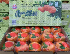 清江椪柑大量供应，超特65