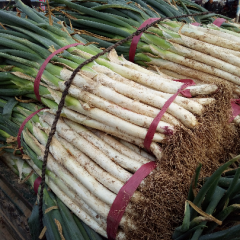 曲周县_长白大葱_刘长江