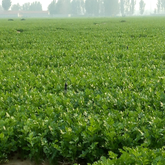法国皇后西芹200亩基地