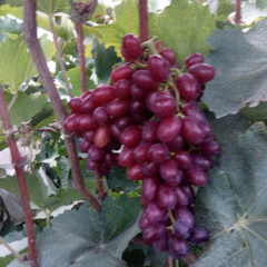 莱西市大量优质克瑞森无核葡萄上市了