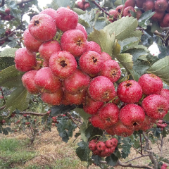 我们这里是鲁中山区，沂蒙老区