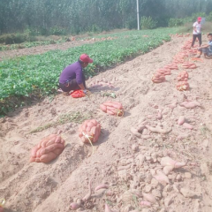 山东省夏津县苏薯8号_地瓜量很大