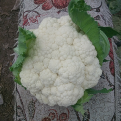 银冠菜花现已上市，欢迎新老客户前订购
