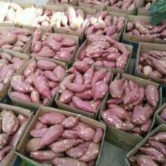 山东省泗水县红薯大量 市了