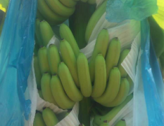 武鸣县现有千万亩香蕉上市