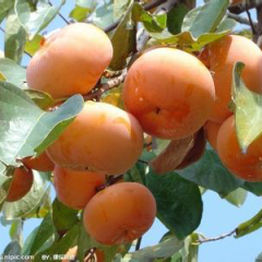 砀山县各种柿子大量上市了