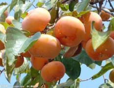 砀山县各种柿子大量上市了