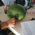 两百亩刚开园的无子西瓜皮毛好