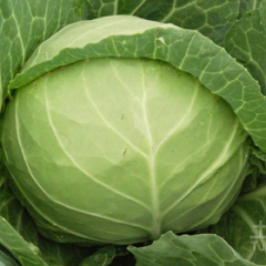 嘉鱼甘蓝价格行情平稳潘家熊海峰诚信合作