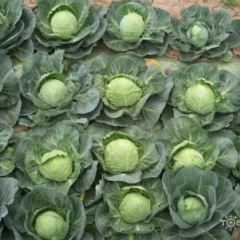 嘉鱼甘蓝无污染、无公害、色泽鲜艳