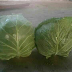 中甘21甘蓝质量一等一的好