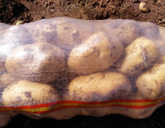 种植土豆多年，面积广
