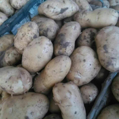 辽宁新民土豆，皮毛好，有荷兰15，17大白