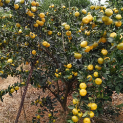 湖南省永州市回龙圩柑橘