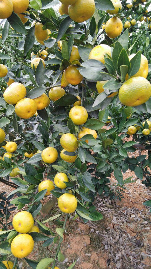 毛容的柑橘报价详情-绿果