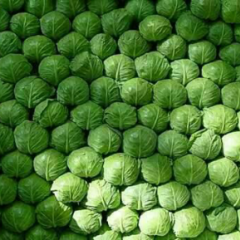 山东省济宁市金乡县甘蓝质量好上货量大有专业