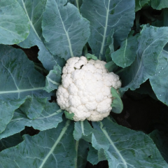 邯郸西瓜基地种植千亩有机菜花，西兰花