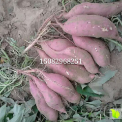 龙署九号_烤红薯的首选品种之一