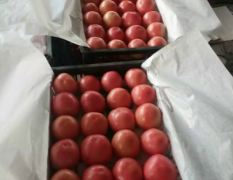 饶阳硬粉西红柿，果型周正，色泽光亮