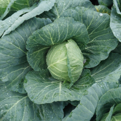 中甘21甘蓝货源充足供应期长