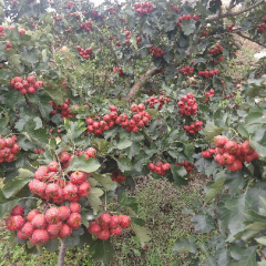 费县大田孙宗君1