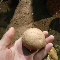 围场大西洋土豆价格稳定