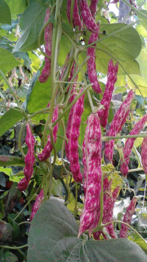 供应:吉林省榆树市花豆豆角红金钩品种口感吉佳