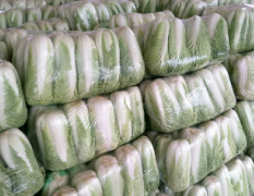北京新三号白菜种植面积广 白菜质量高