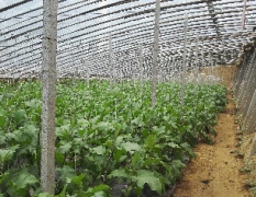 兖州丽泽苑蔬菜基地暖棚长茄上市了