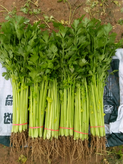 杨金钟的芹菜报价详情-绿果