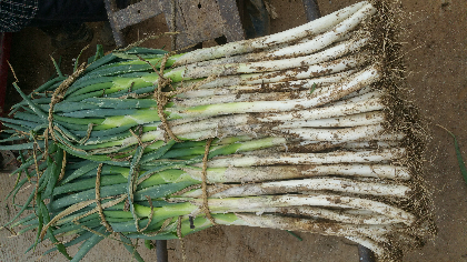 莱芜宏运农产品出售优质大葱，质量好
