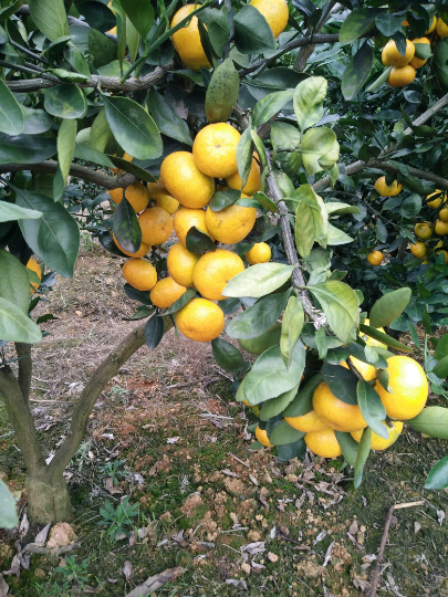 毛容的柑橘报价详情-绿果