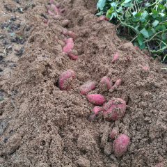 临沭山在那有机红薯种植基地