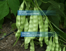 吉林省榆树市出售哈菜豆十六号油豆品种