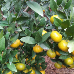 宜州市南丰蜜桔上市，个大清甜