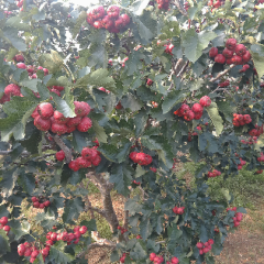 山东费县大金星：大田庄孙宗君
