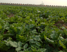 胶州盛宇农场现有15亩青萝卜，长势旺盛