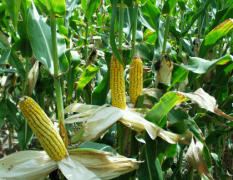隆尧县本地为盛产玉米基地 粒大面多