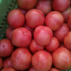 吕汗村大红西红柿有果粉 硬粉