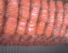 开封县三红萝卜现在承包价为2100-2800
