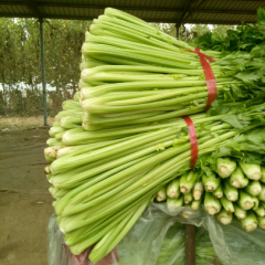 美国西芹大量上市