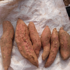 山东夏津烟薯系列红薯绿色无公害