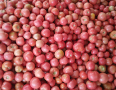费县温室粉红西红柿每年十一月到七月大量上市