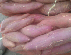 夏津红薯大量供应中，陆地红薯既将结束