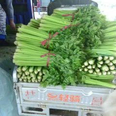 沙镇大量优质供棚芹菜上市中
