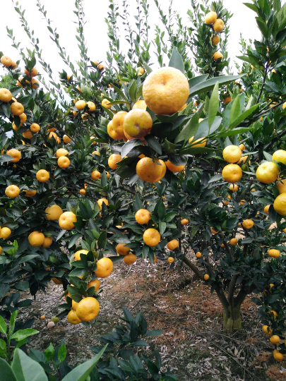 毛容的柑橘报价详情-绿果